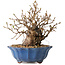 Carpinus coreana, 15 cm, ± 20 jaar oud