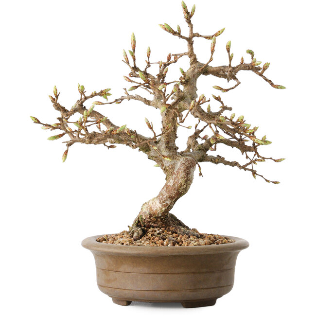 Carpinus coreana, 20 cm, ± 15 años