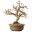 Carpinus coreana, 20 cm, ± 15 jaar oud