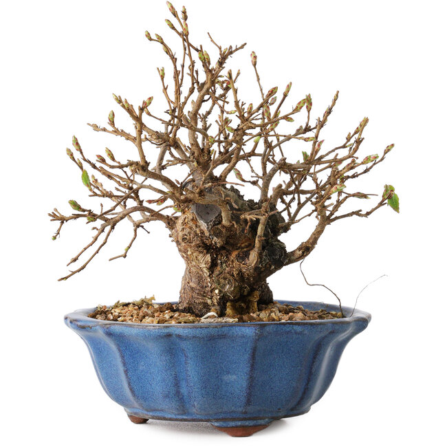 Carpinus coreana, 15 cm, ± 20 Jahre alt