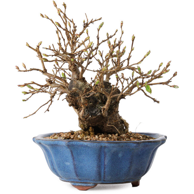 Carpinus coreana, 15 cm, ± 20 Jahre alt