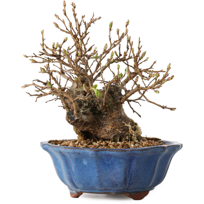 Carpinus coreana, 15 cm, ± 20 ans