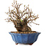 Carpinus coreana, 15 cm, ± 20 jaar oud