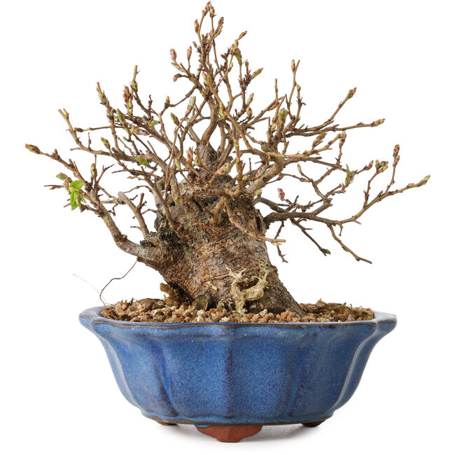 Carpinus coreana, 15 cm, ± 20 years old