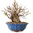Carpinus coreana, 15 cm, ± 20 jaar oud