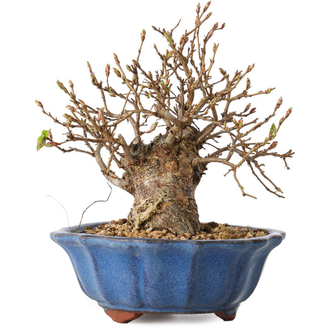 Carpinus coreana, 15 cm, ± 20 anni