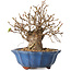 Carpinus coreana, 15 cm, ± 20 jaar oud