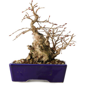 Carpinus coreana, 16 cm, ± 20 jaar oud