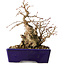 Carpinus coreana, 16 cm, ± 20 jaar oud