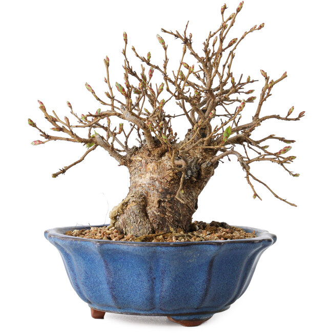 Carpinus coreana, 15 cm, ± 20 años