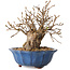 Carpinus coreana, 15 cm, ± 20 jaar oud