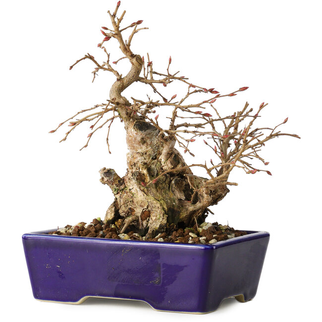 Carpinus coreana, 16 cm, ± 20 anni