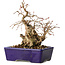 Carpinus coreana, 16 cm, ± 20 jaar oud