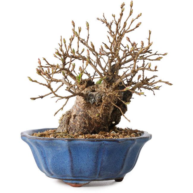 Carpinus coreana, 15 cm, ± 20 years old