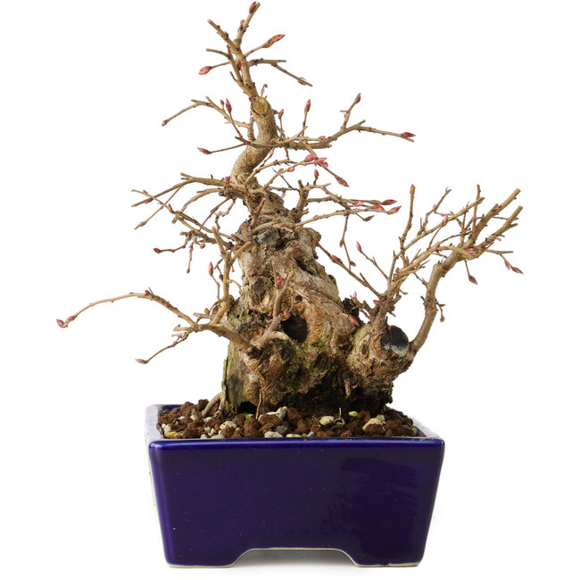 Carpinus coreana, 16 cm, ± 20 jaar oud