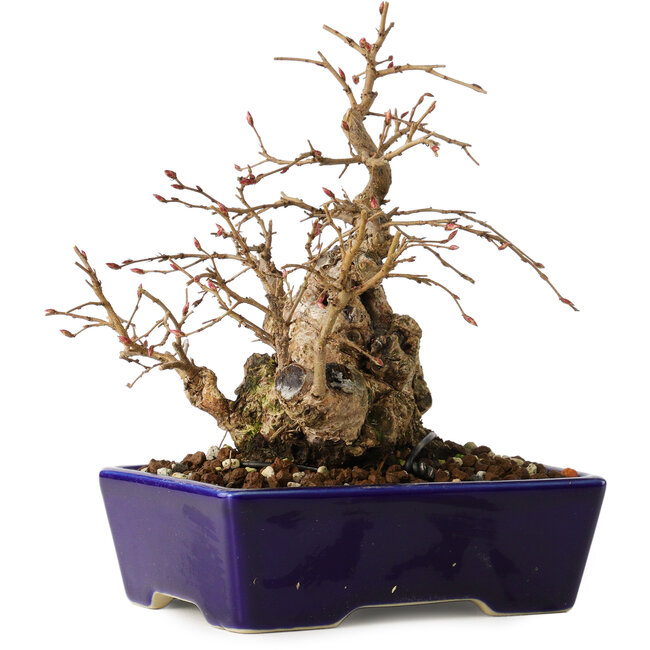 Carpinus coreana, 16 cm, ± 20 anni