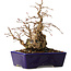 Carpinus coreana, 16 cm, ± 20 jaar oud