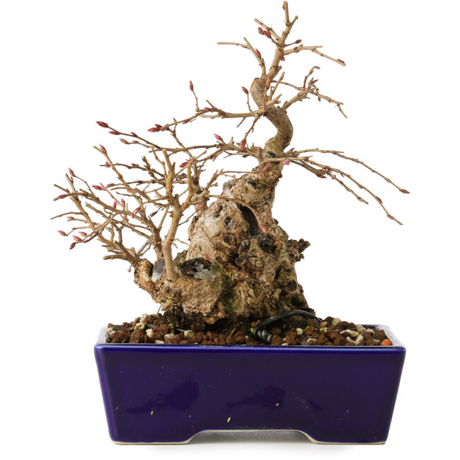 Carpinus coreana, 16 cm, ± 20 Jahre alt