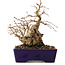 Carpinus coreana, 16 cm, ± 20 jaar oud