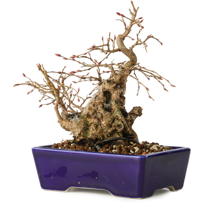 Carpinus coreana, 16 cm, ± 20 anni