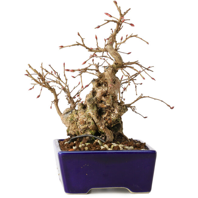 Carpinus coreana, 16 cm, ± 20 years old