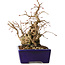 Carpinus coreana, 16 cm, ± 20 jaar oud