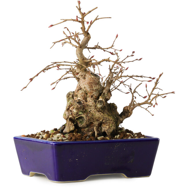 Carpinus coreana, 16 cm, ± 20 años