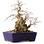 Carpinus coreana, 16 cm, ± 20 jaar oud