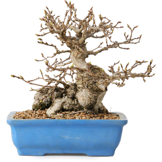 Carpinus coreana, 14 cm, ± 30 anni, con un nebari di 9 cm