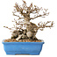 Carpinus coreana, 14 cm, ± 30 ans, avec un nebari de 9 cm