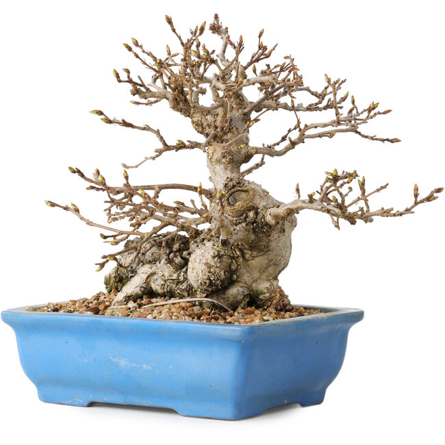 Carpinus coreana, 14 cm, ± 30 jaar oud, met een nebari van 9 cm