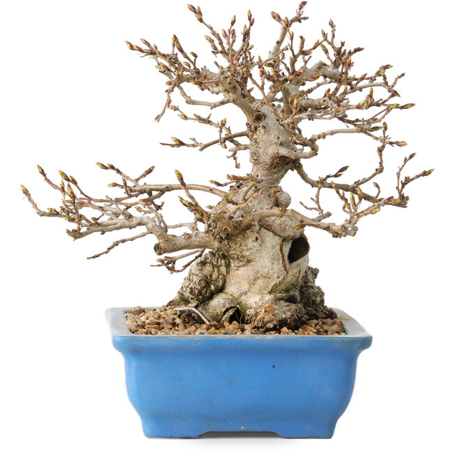 Carpinus coreana, 14 cm, ± 30 jaar oud, met een nebari van 9 cm