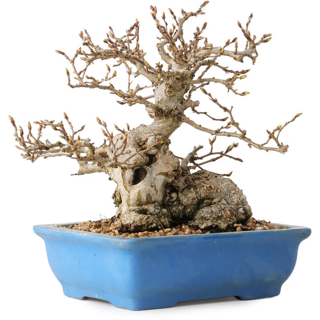 Carpinus coreana, 14 cm, ± 30 jaar oud, met een nebari van 9 cm