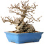 Carpinus coreana, 14 cm, ± 30 ans, avec un nebari de 9 cm