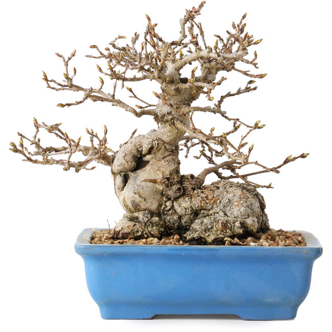 Carpinus coreana, 14 cm, ± 30 jaar oud, met een nebari van 9 cm