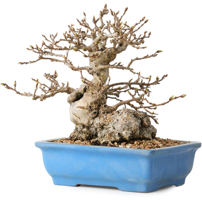 Carpinus coreana, 14 cm, ± 30 jaar oud, met een nebari van 9 cm