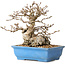 Carpinus coreana, 14 cm, ± 30 ans, avec un nebari de 9 cm