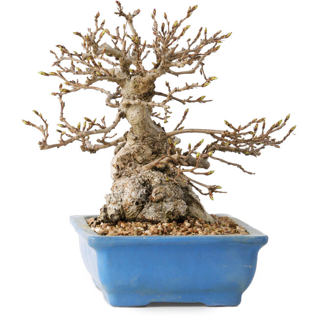 Carpinus coreana, 14 cm, ± 30 jaar oud, met een nebari van 9 cm