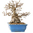 Carpinus coreana, 14 cm, ± 30 ans, avec un nebari de 9 cm