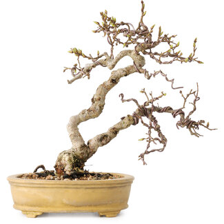 Carpinus coreana, 16 cm, ± 15 jaar oud
