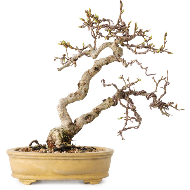 Carpinus coreana, 16 cm, ± 15 jaar oud