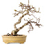 Carpinus coreana, 16 cm, ± 15 Jahre alt