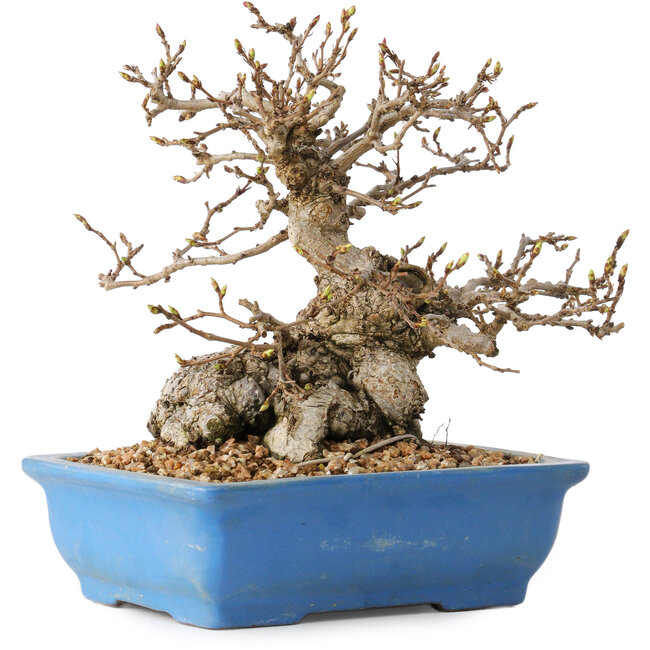 Carpinus coreana, 14 cm, ± 30 jaar oud, met een nebari van 9 cm