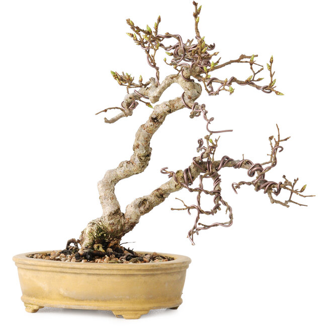Carpinus coreana, 16 cm, ± 15 ans