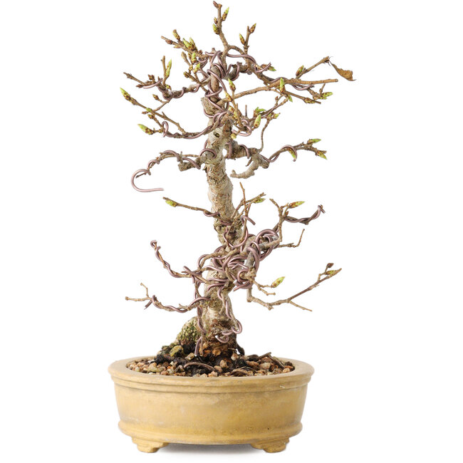 Carpinus coreana, 16 cm, ± 15 ans