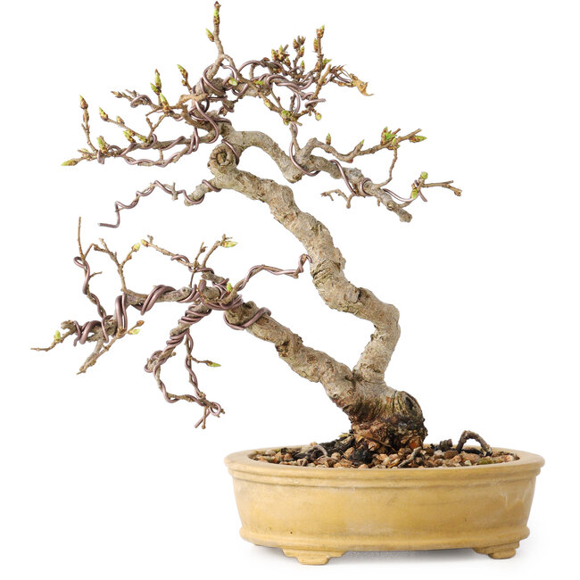 Carpinus coreana, 16 cm, ± 15 ans