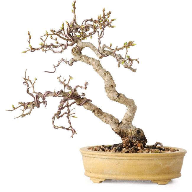Carpinus coreana, 16 cm, ± 15 ans