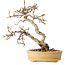Carpinus coreana, 16 cm, ± 15 jaar oud