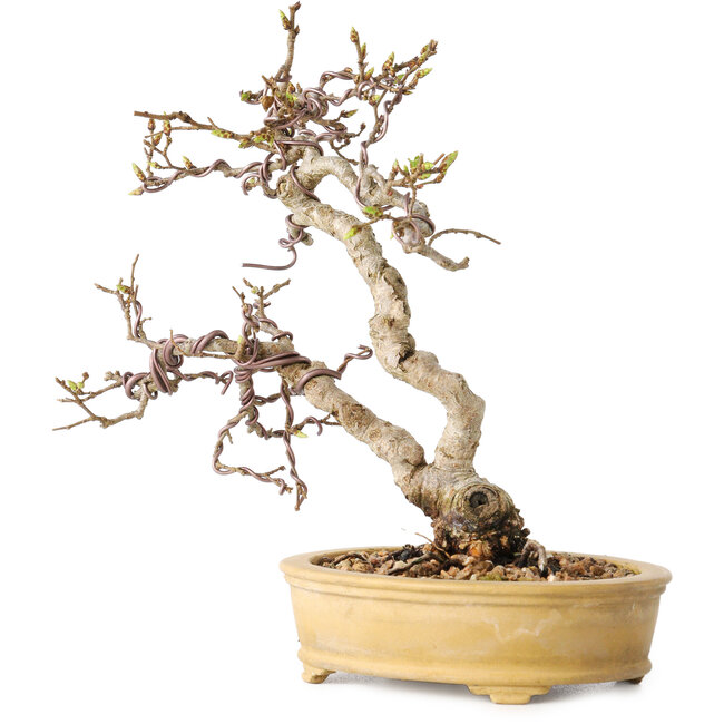 Carpinus coreana, 16 cm, ± 15 jaar oud