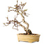 Carpinus coreana, 16 cm, ± 15 jaar oud
